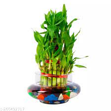 LUCKY BAMBOO
